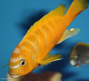 Metriaclima sp. 'zebra gold' Lionscove